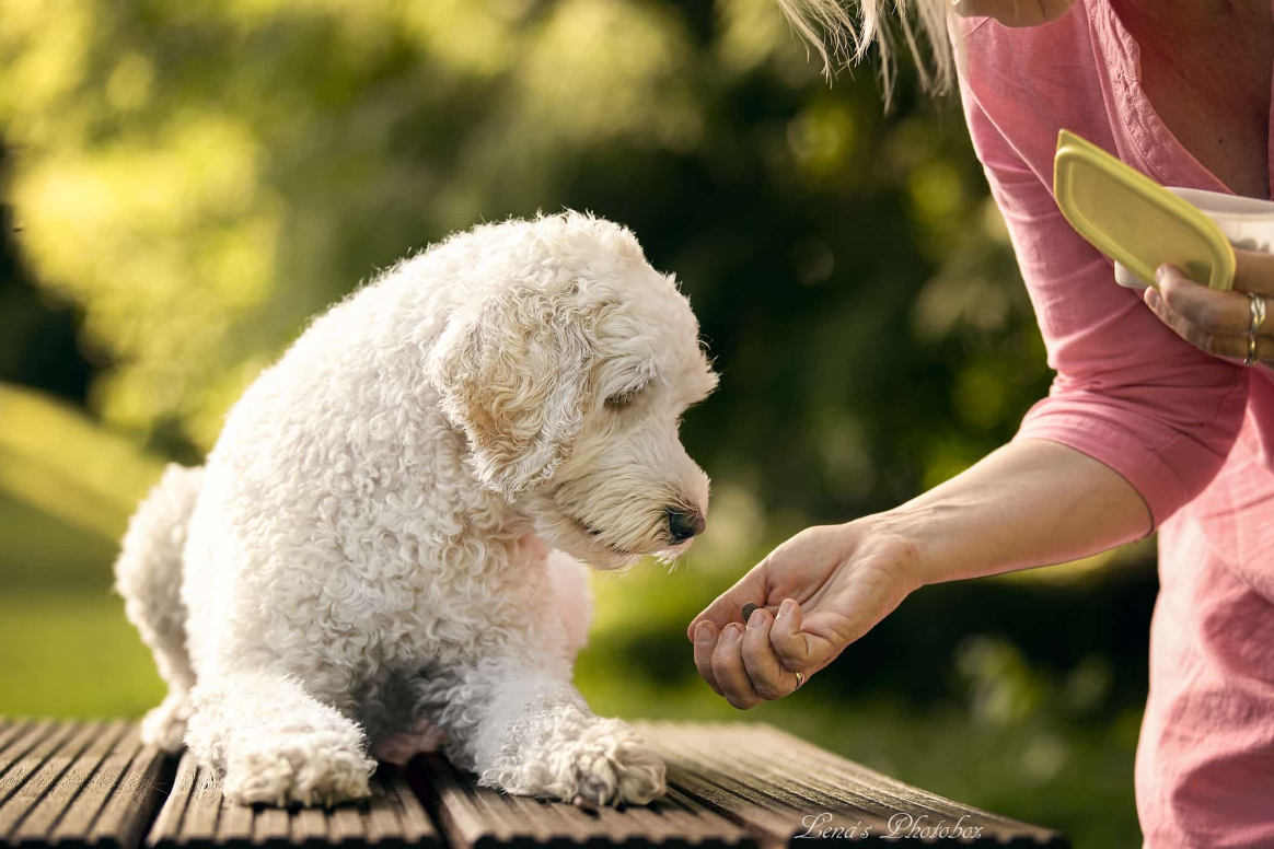 therapiehund_jennifer_uekermann